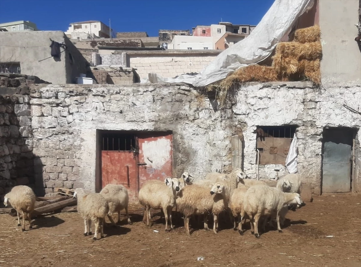 Kayseri İncesu\'da telef olan koyunların yerine 20 küçükbaş hayvan teslim edildi