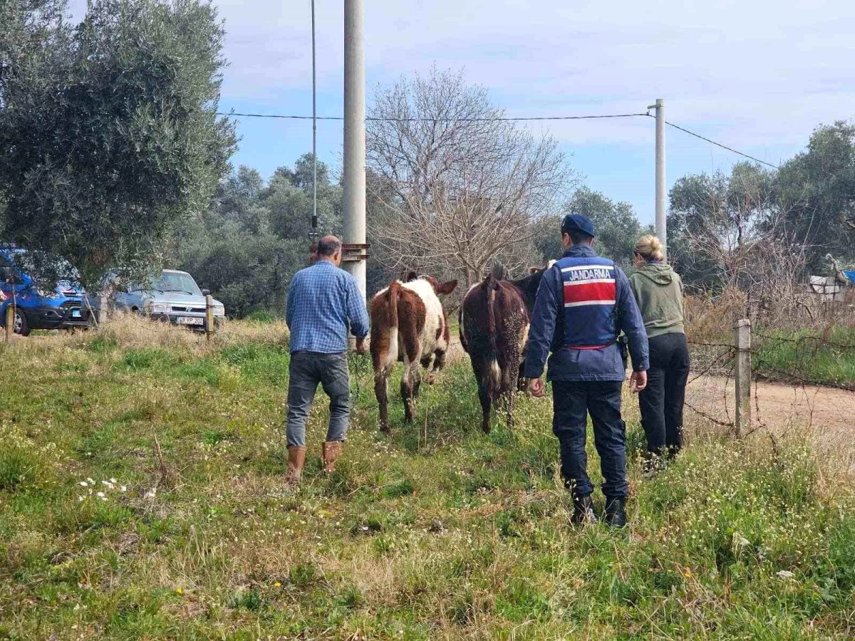 Nazilli\'de Kaybolan Hayvanlar Jandarma Tarafından Bulundu