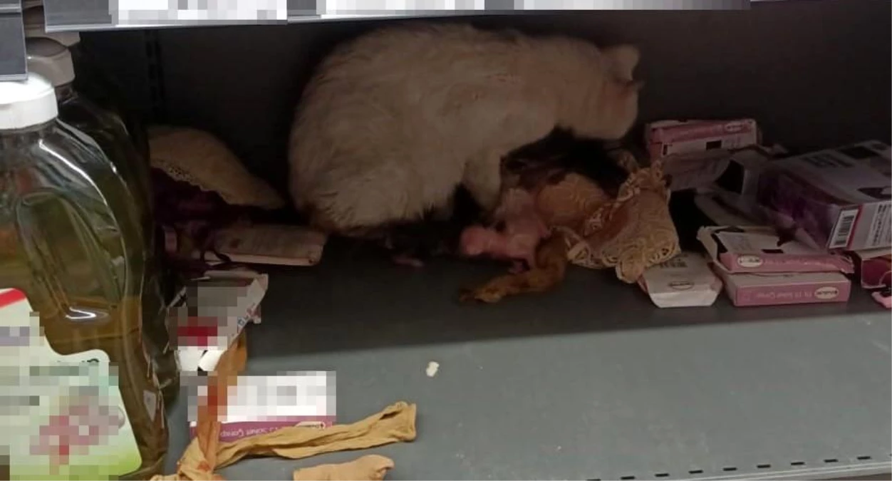 Bodrum\'da bir markette doğum yapan kedi şaşkınlık yarattı