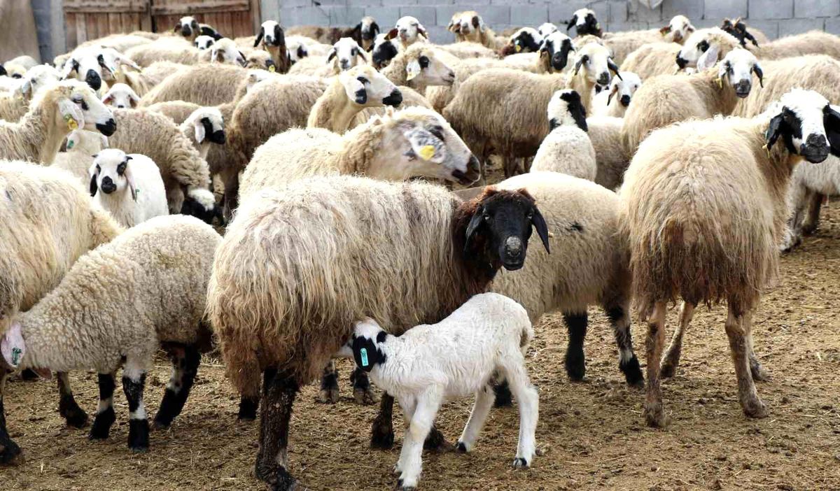 Bayburt\'ta Yeni Doğan Süt Kuzuları Annelerini Bulmak İçin Koşuşturuyor