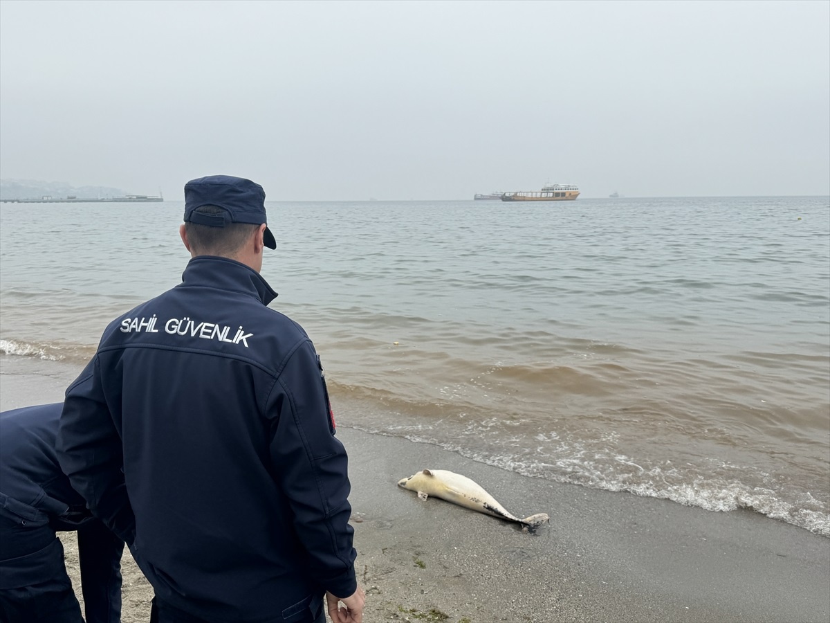 Tekirdağ\'ın Süleymanpaşa ilçesinde sahilde ölü bulunan yunus inceleniyor