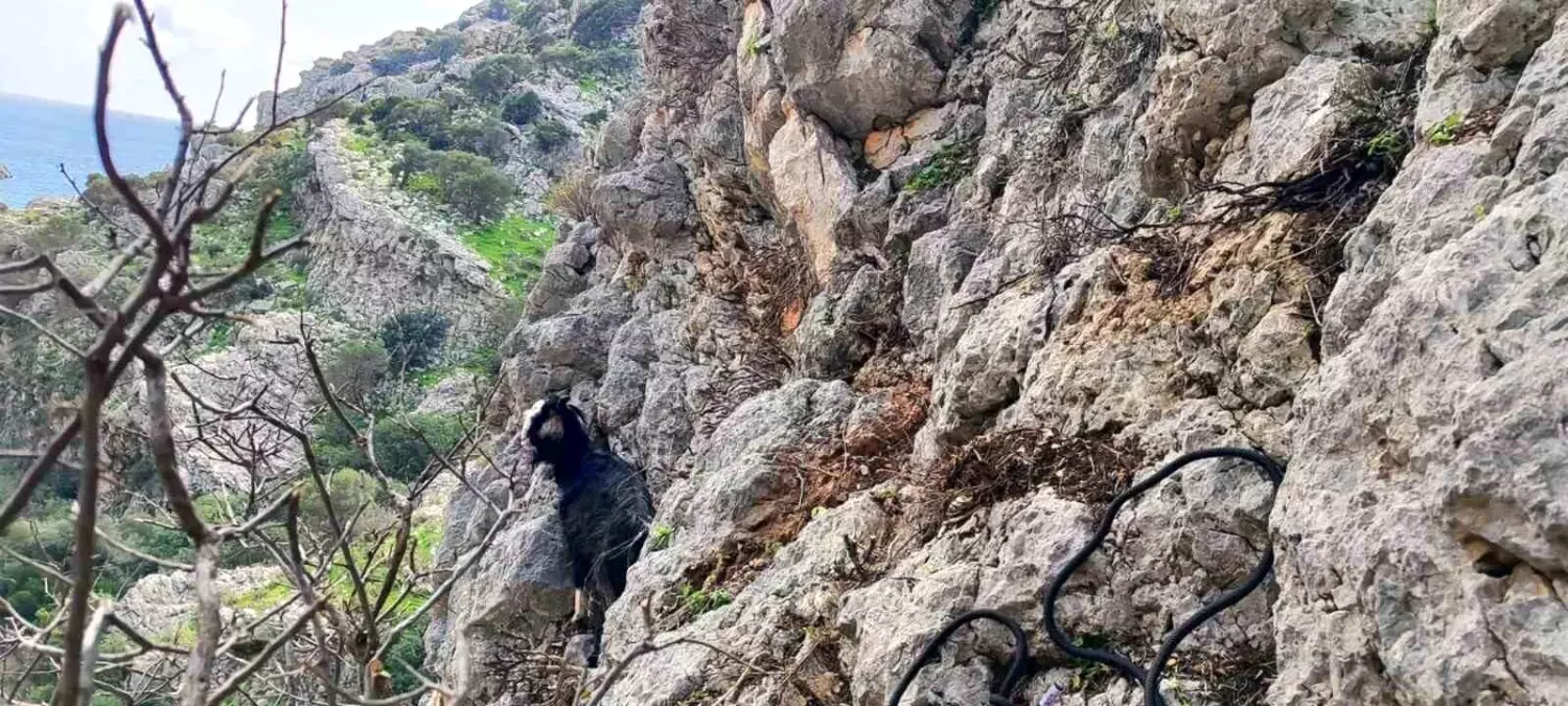 AKUT Marmaris, sarp kayalıklarda mahsur kalan keçiyi kurtardı