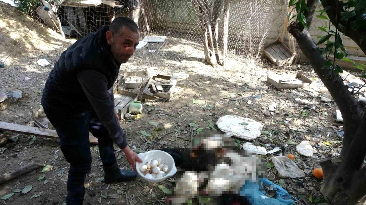 Antalya\'da Başıboş Köpekler Kümese Saldırdı: 8 Tavuk Telef Oldu