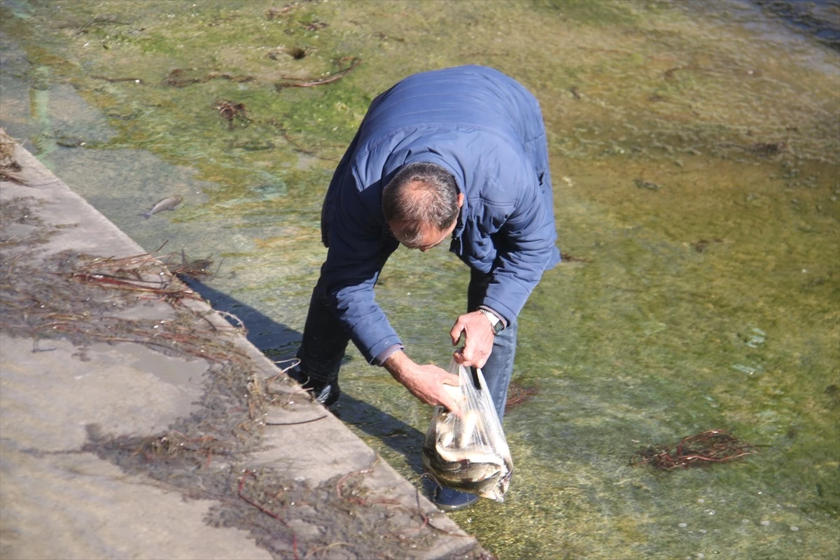 Beyşehir Gölü\'nden BSA Kanalına Akan Balıklar Tekrar Göl Sularına Bırakıldı