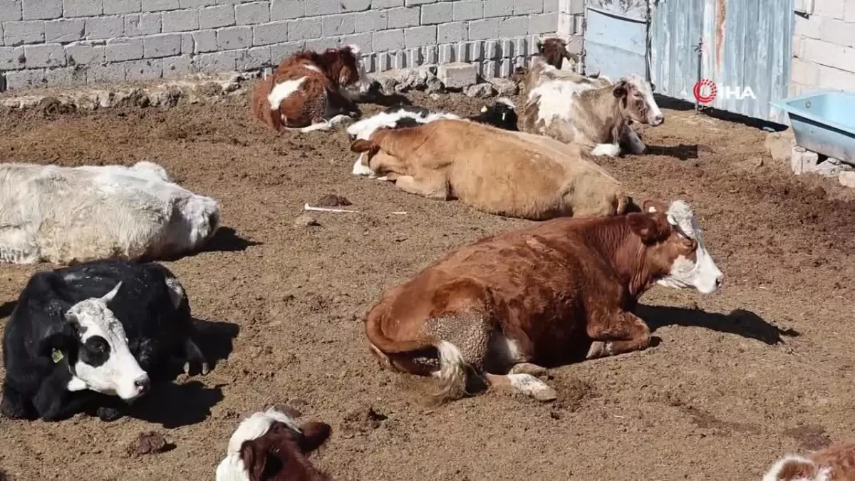 Boğa saldırısından oğlunu kurtaran baba, kendini kurtaramadı