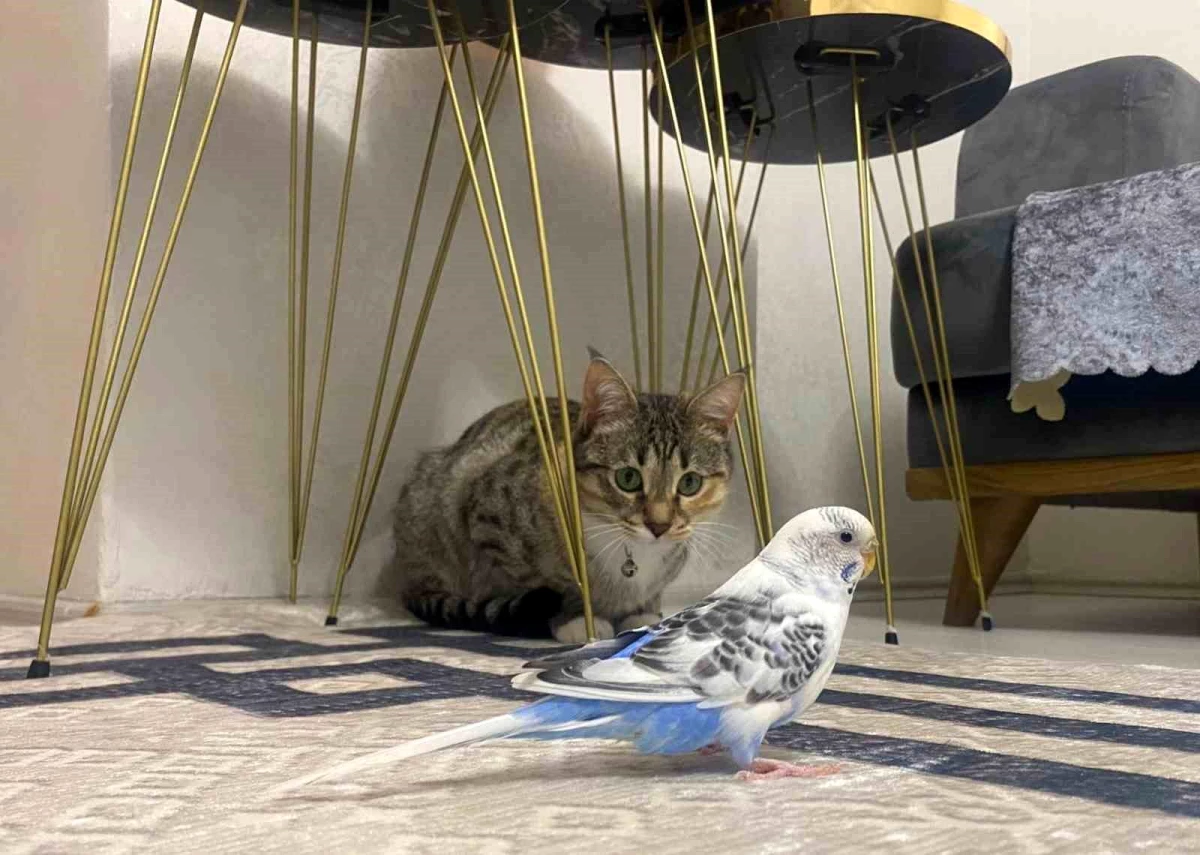 Erzurum\'da Muhabbet Kuşu ile Kediler Arasındaki Dostluk Görenleri Şaşırtıyor