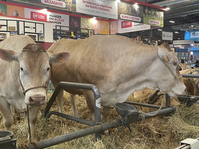 Fransa'da 990 Kilogramlık İnek Rekor Fiyata Satıldı Fransa'da 990 Kilogramlık İnek Rekor Fiyata Satıldı