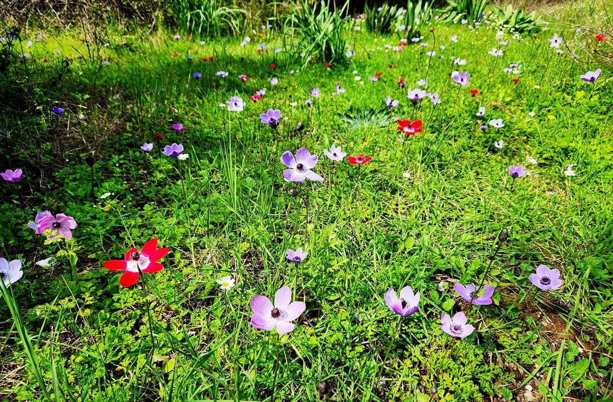 Antalya Kemer\'de Anemon Çiçekleri Baharın Müjdecisi