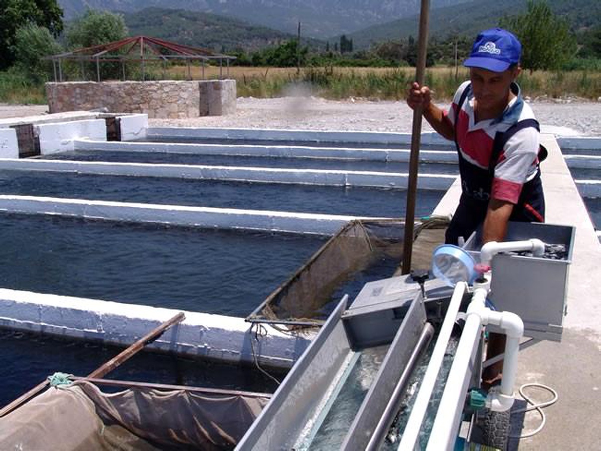 Muğla\'dan Almanya\'ya Füme Alabalık İhracatı