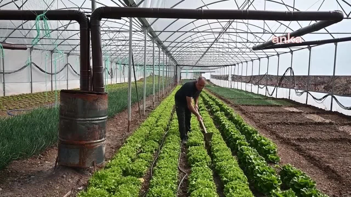 Yozgatlı çiftçi serada sebze üretimi yaparak daha ucuza satıyor