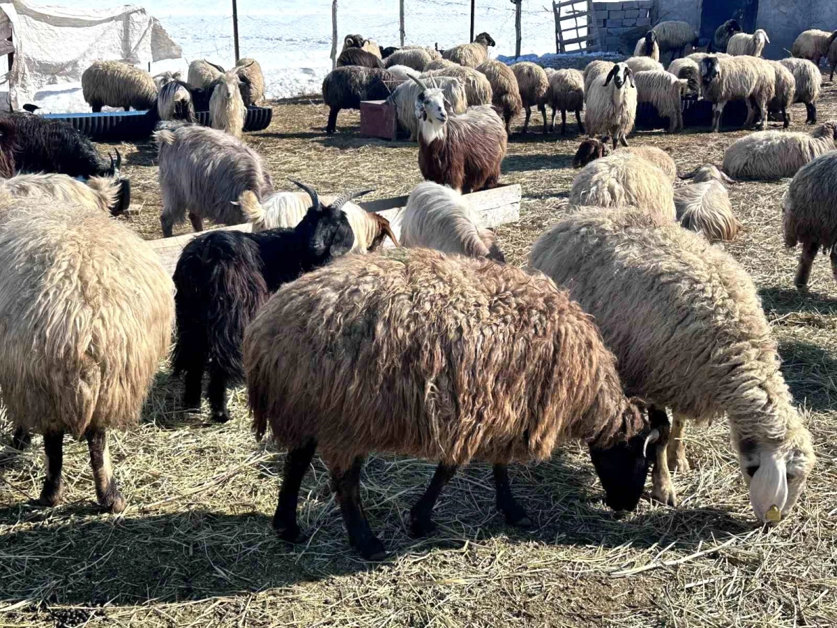 Yüksekova\'da yerli çoban bulunamayınca İran\'dan çoban getirildi