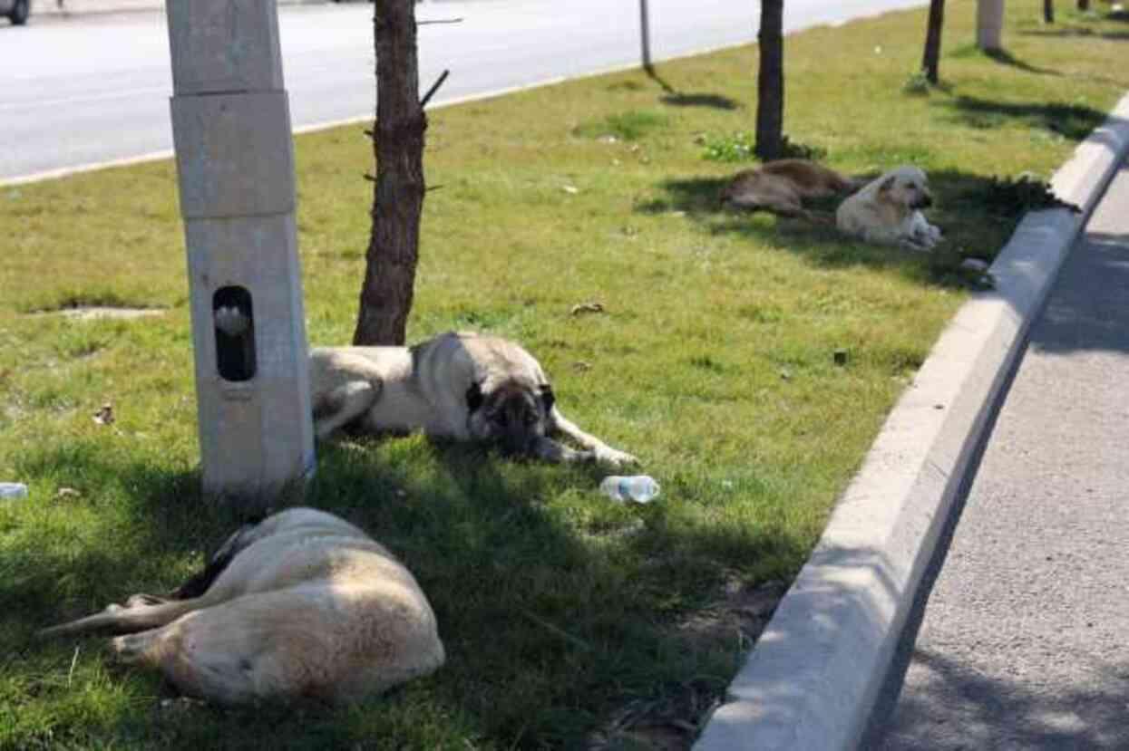 Başıboş sokak köpeği, aynı gün içerisinde 8 kişiyi ısırdı