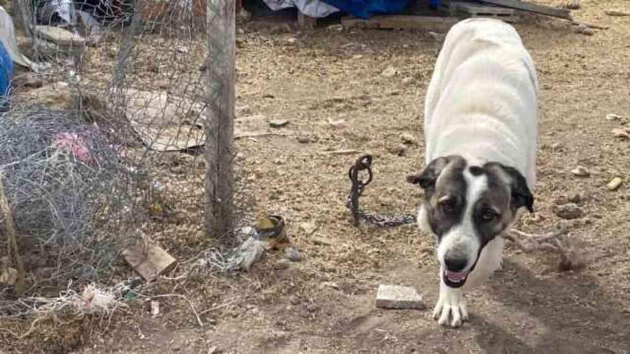 Başıboş sokak köpeği, aynı gün içerisinde 8 kişiyi ısırdı