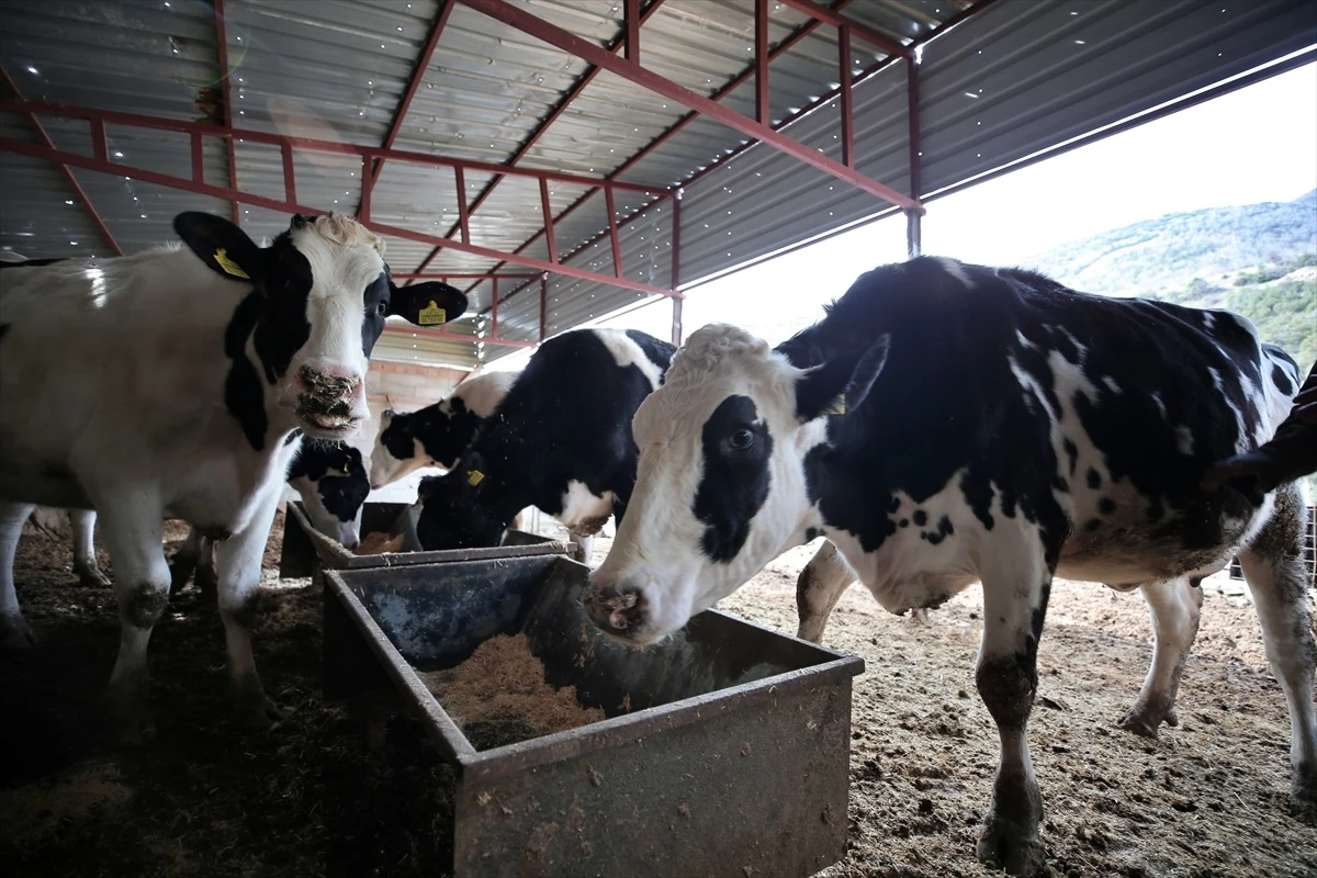 Depremde hayvanlarını kaybeden besiciye 5 inek hibe edildi