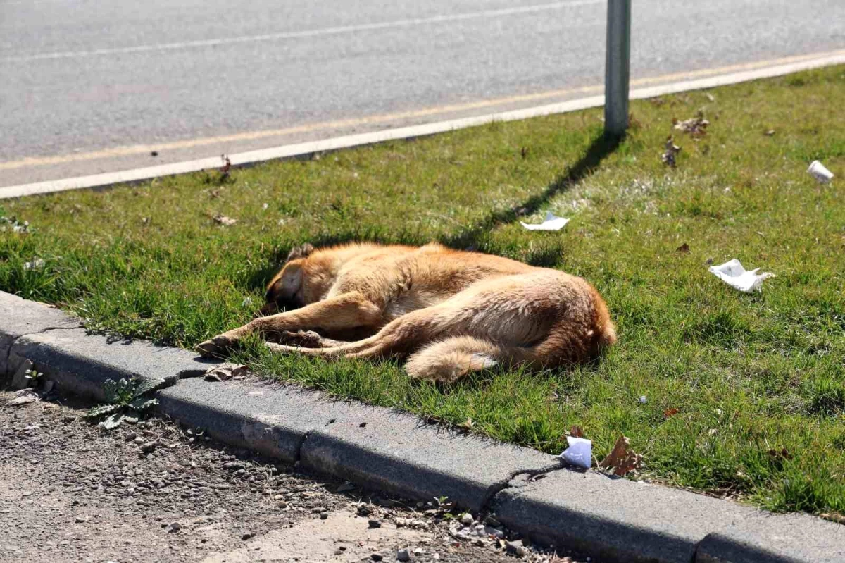 Diyarbakır\'da başıboş sokak köpeği 8 vatandaşı ısırdı