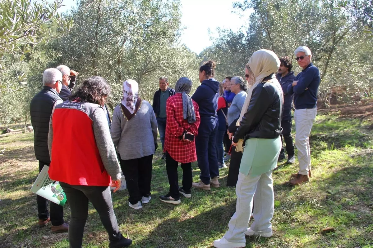 Fethiye\'de zeytin budama eğitimi İngilizce ve Almanca\'ya da çevrildi