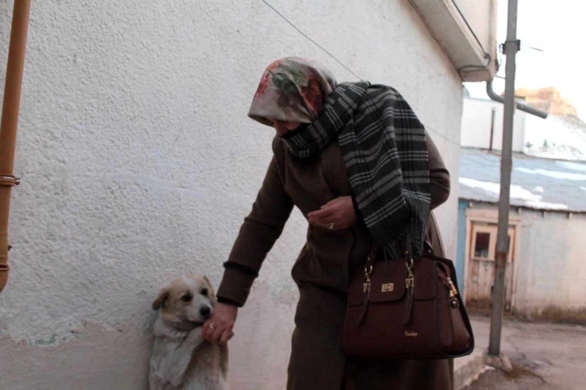 Bayburt\'ta Sahipsiz Köpek Mahallelinin Gözdesi Haline Geldi