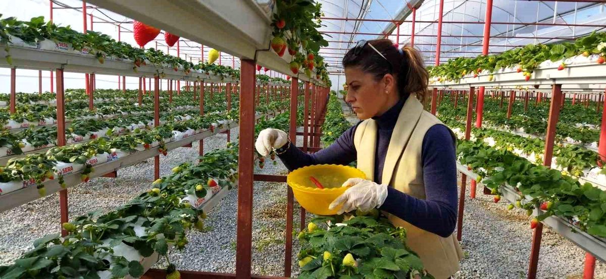 Söke\'de çilek üreticisi Nilgün Ünsel, sektöre yeni üreticiler kazandırmayı hedefliyor