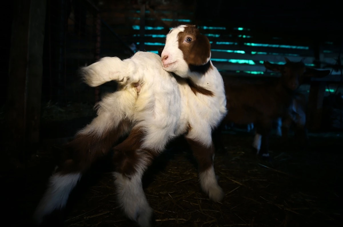 Kırklareli\'nde Koyun ve Keçi Yetiştiriciliği: Oğlak ve Kuzuların Doğumu Sevinç Kaynağı