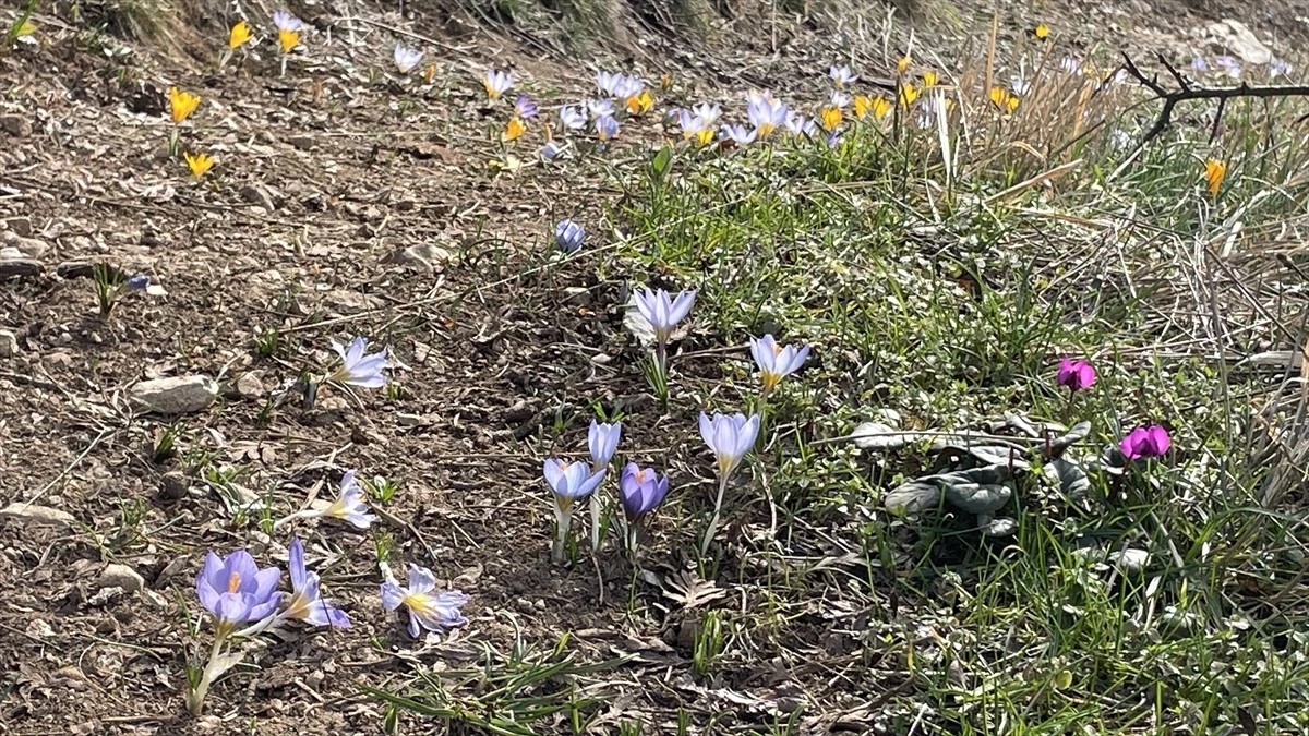 Abant Gölü Milli Parkı\'nda Çiğdemler Çiçek Açtı