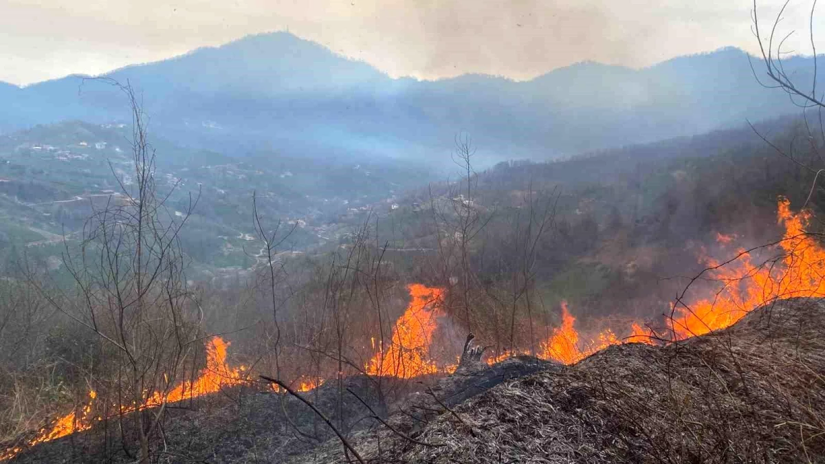 Artvin Hopa\'da çıkan yangında 1 hektarlık alan zarar gördü