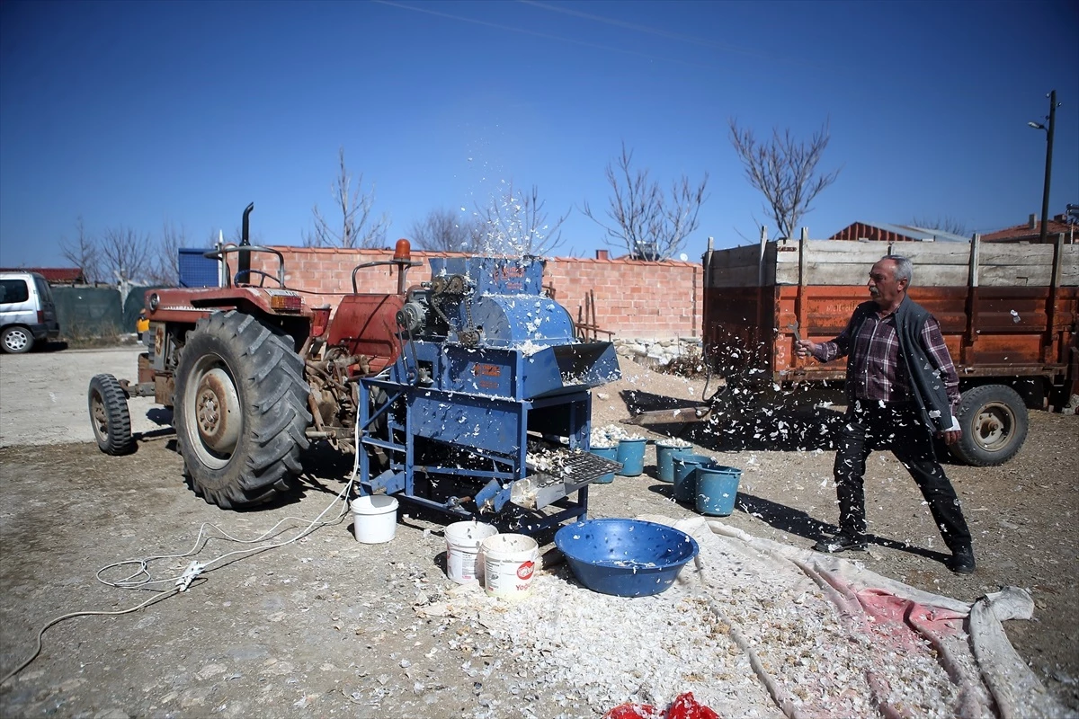 Çiftçi, Sarımsak Dişleme Makinesiyle İşini Kolaylaştırdı