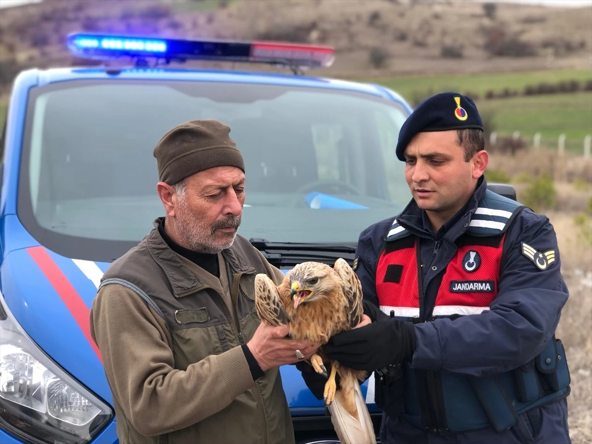 Yaralı Kızıl Şahin Yozgat\'ta Koruma Altına Alındı