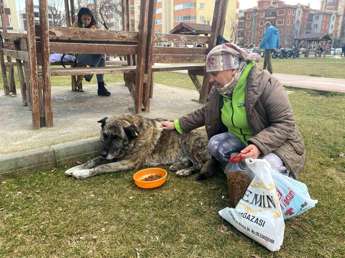 Eskişehir\'de Gönüllü Sokak Hayvanları Besleyen Kadın