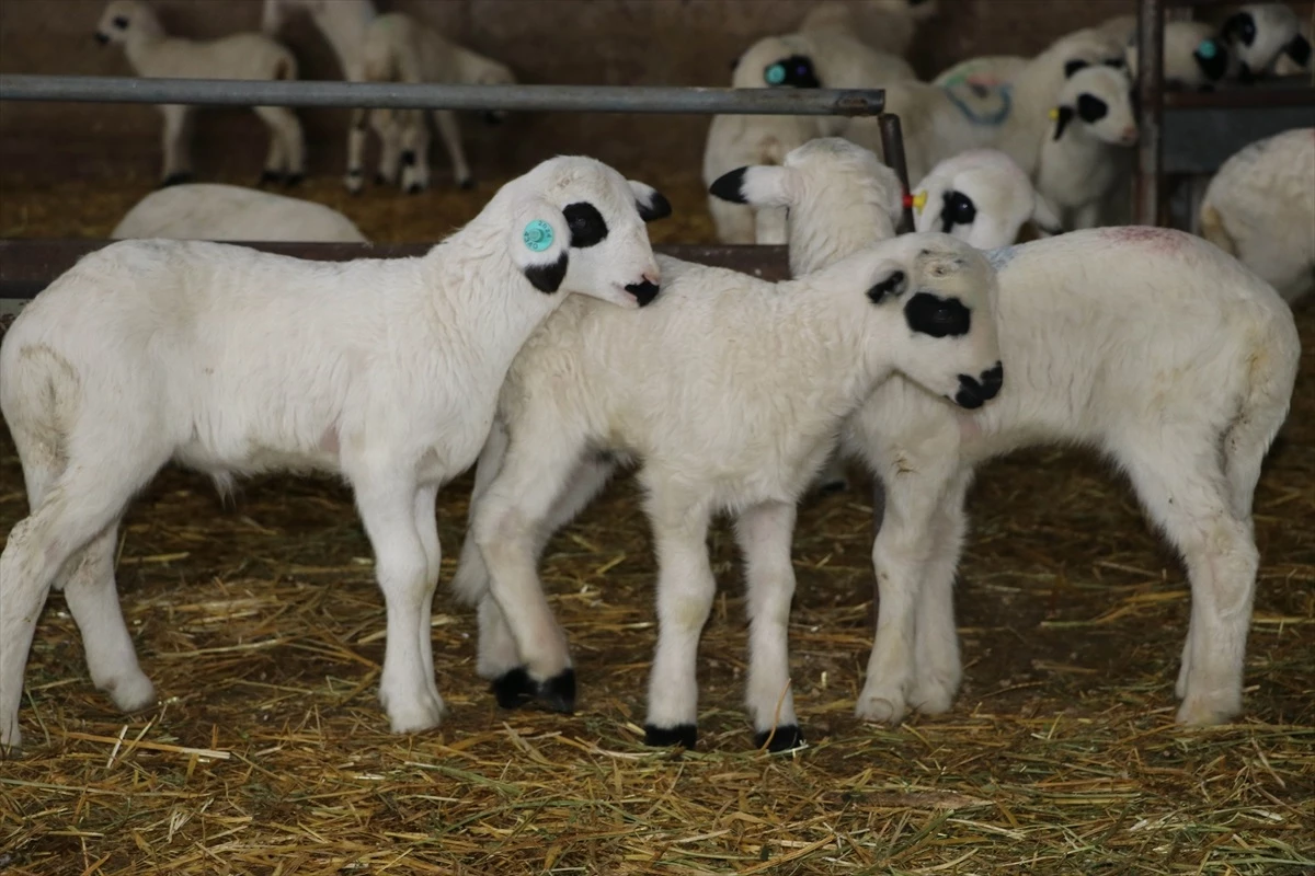 Amasya\'da Bafra ırkı koyunlarda kuzu sezonu bereketli geçiyor