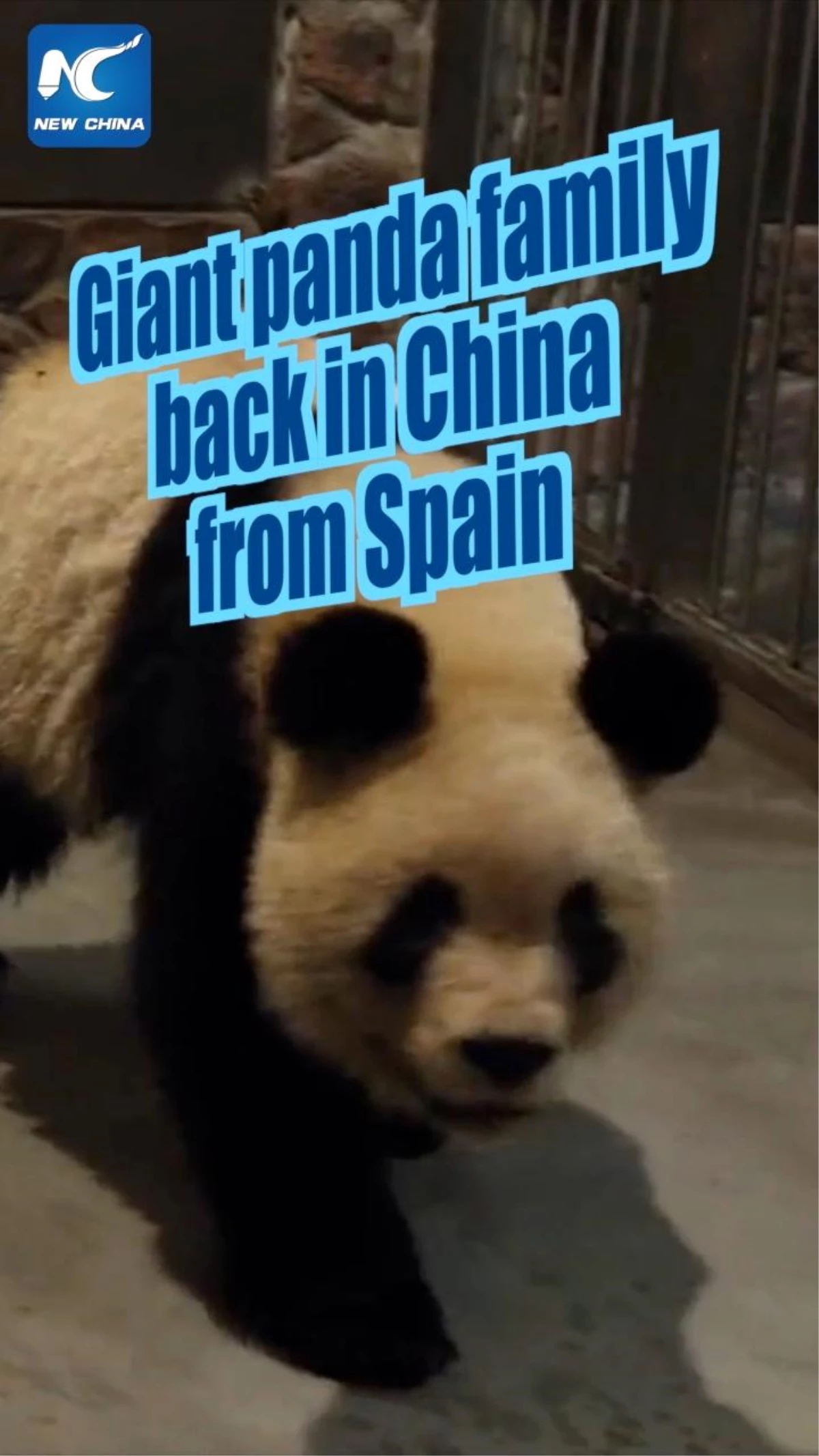 İspanya doğumlu üç dev panda Çin\'e getirildi