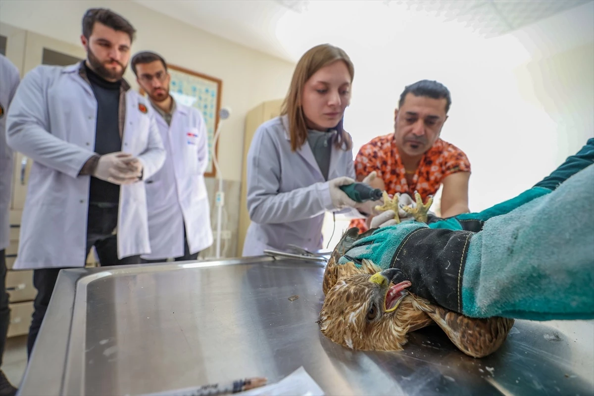 Diyarbakır\'da Veteriner Hekim Adayları Yaban Hayvanlarını Uygulamalı Öğreniyor