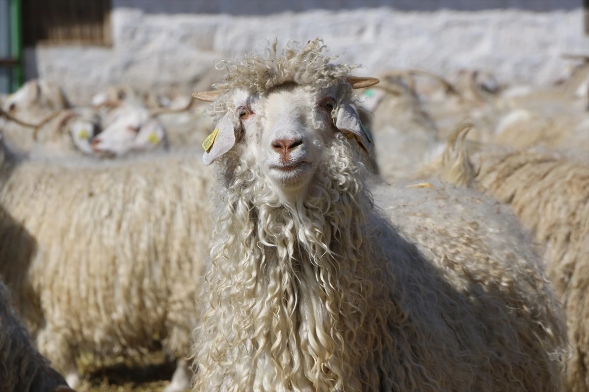 Anadolu Tarım İşletmesinde Ankara keçilerinden 2,5 ton tiftik elde edilecek