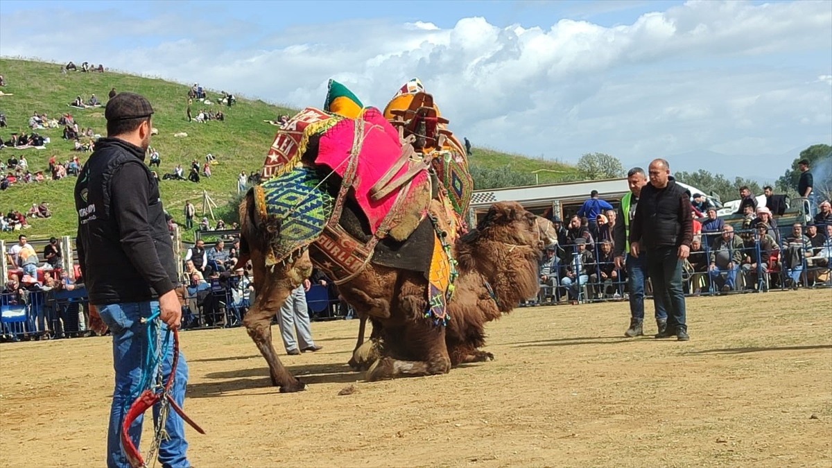 Ödemiş\'te Deve Güreşi Festivali Düzenlendi