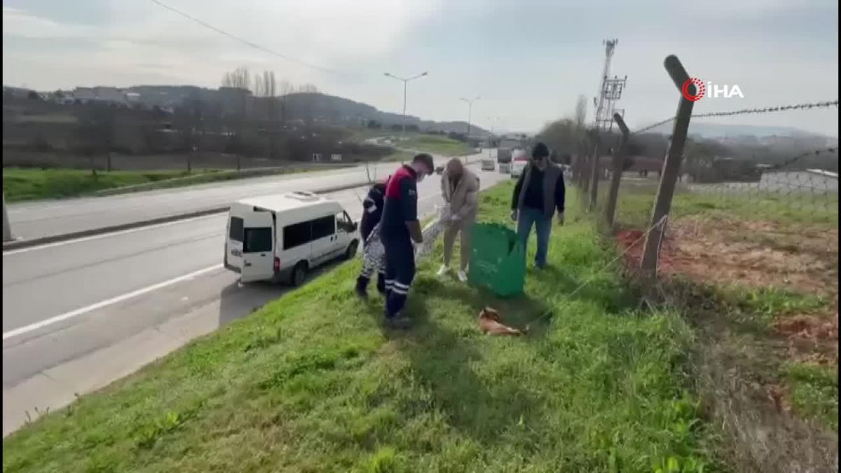 Pendik\'te yaralı tilkinin imdadına belediye ekipleri yetişti