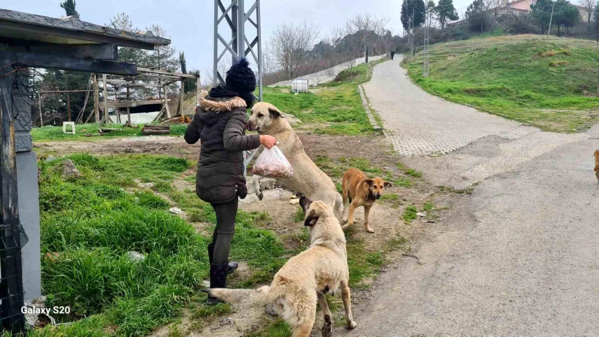 Zonguldak\'ta Sokak Hayvanlarına Gönüllü Bakım