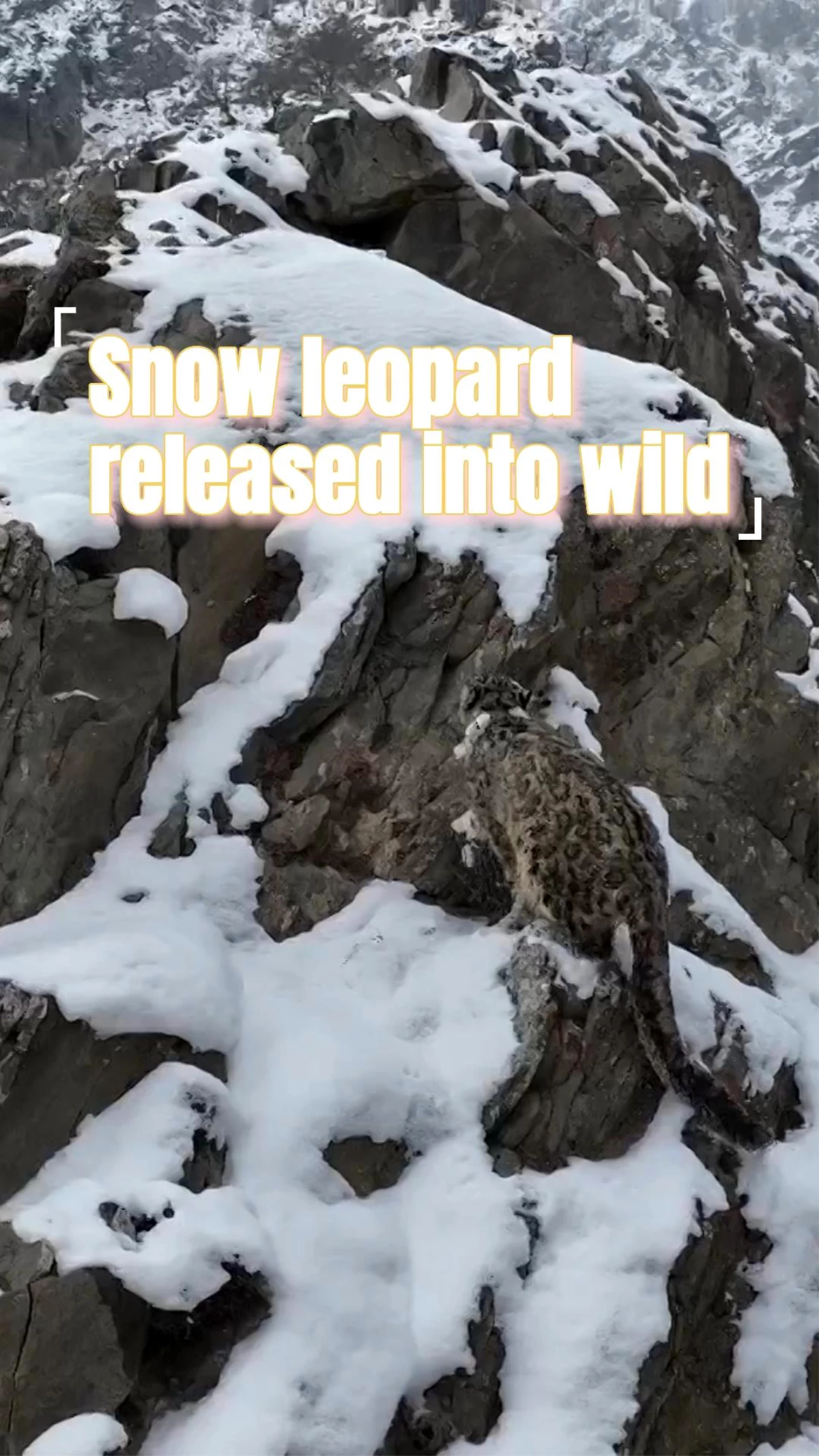 Kar leoparının doğaya salınmasından çeşitli görüntüler