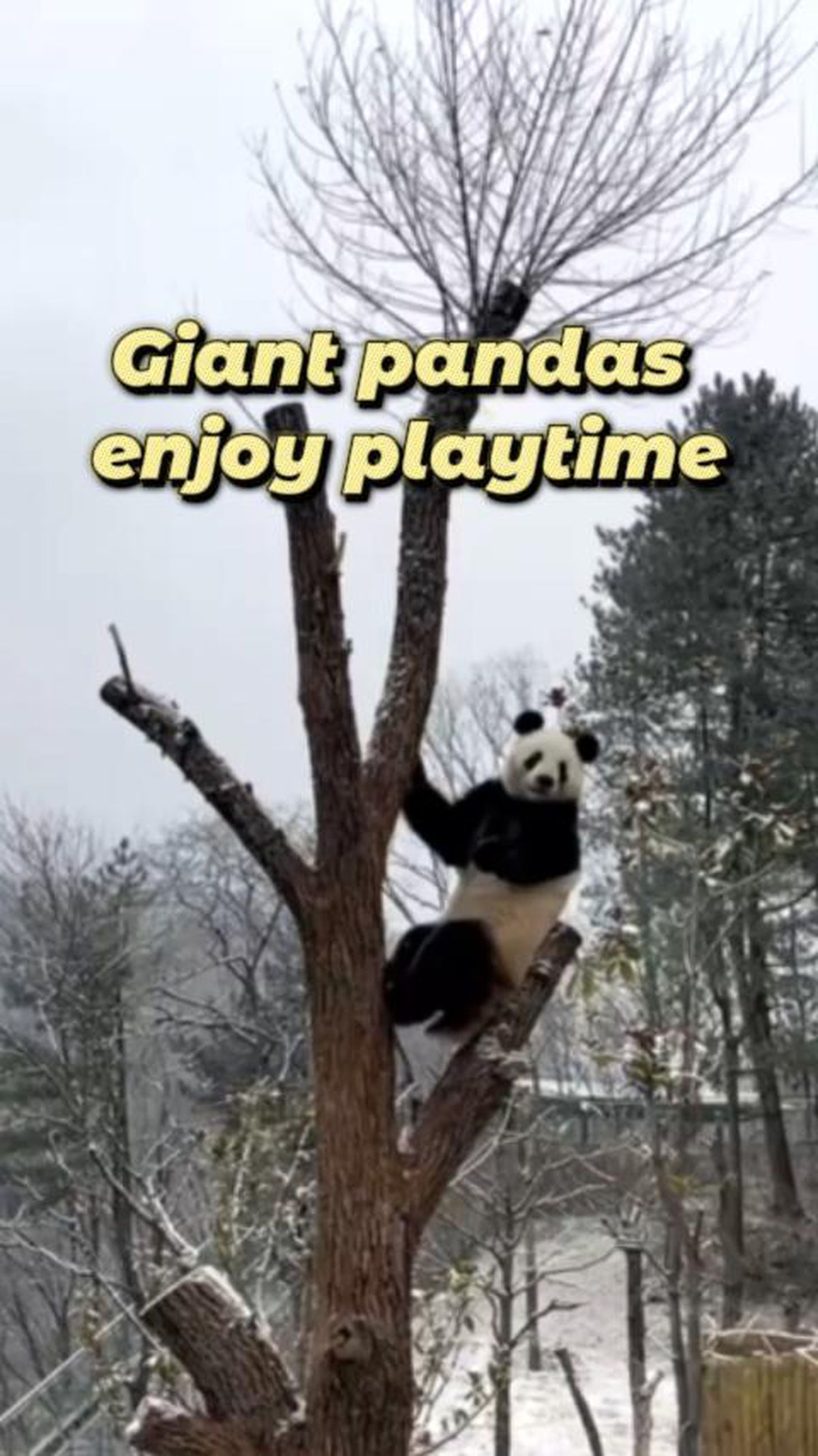 Foping Panda Üssü\'ndeki dev pandalardan oyun oynarken çekilen görüntüler