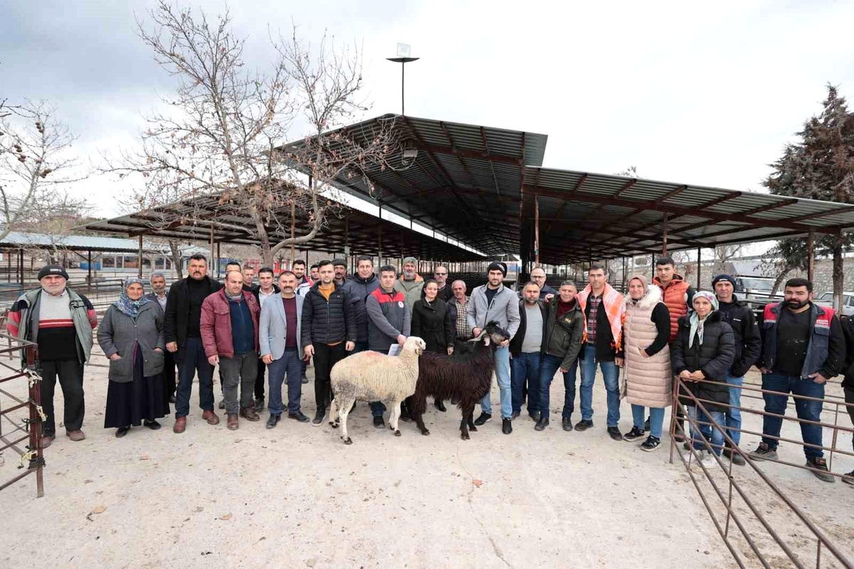 Denizli Büyükşehir Belediyesi Küçükbaş Hayvan Yetiştiriciliğinde Verimliliği Artırma Projesi Devam Ediyor