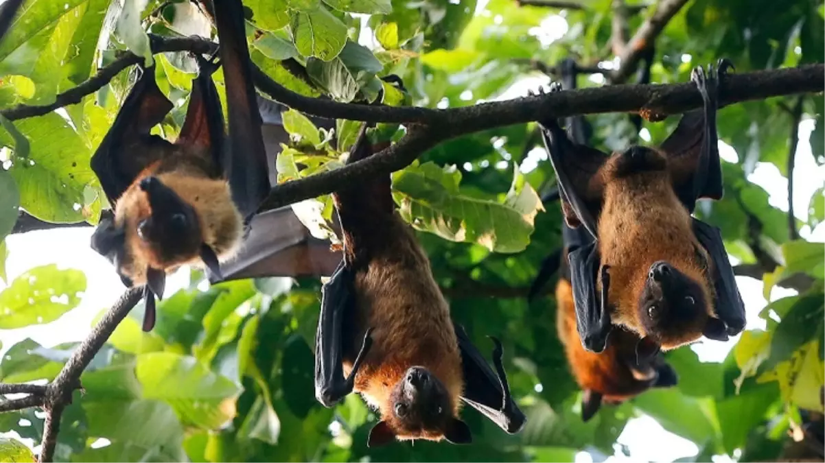 DSÖ'den Nipah Virüsü Uyarısı: Bangladeş'te Vakalar Artıyor