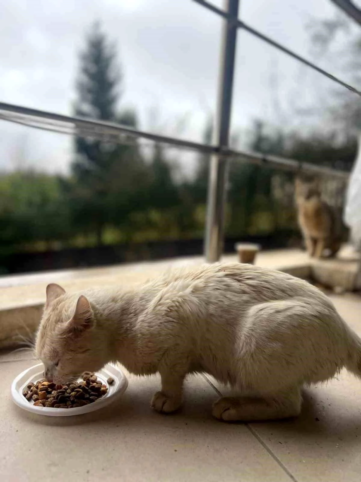 Gençler, Akçakoca\'da kedilere sıcak yuva yapıp besledi