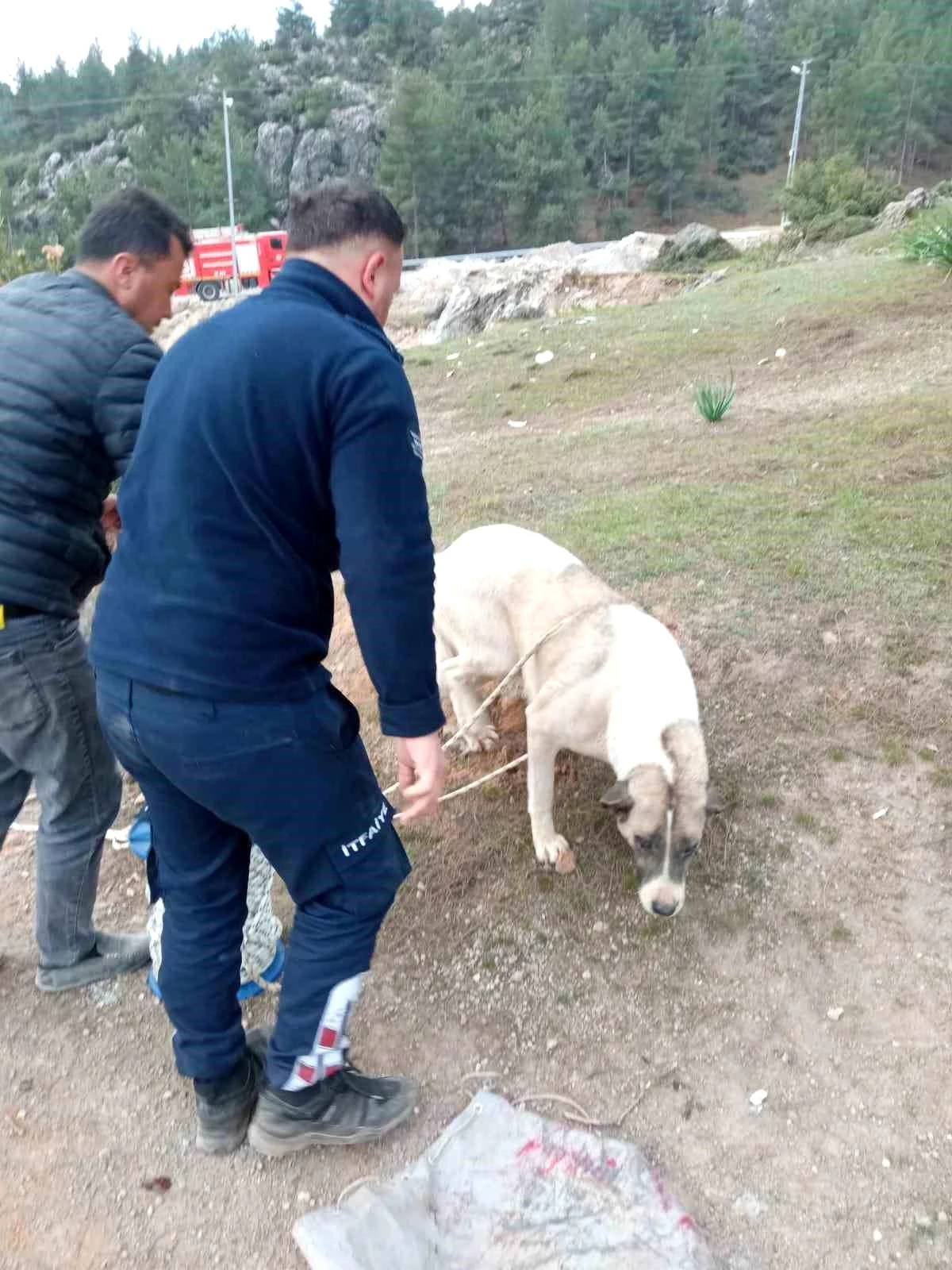 Hatay\'da kuyuya düşen köpek itfaiye ekipleri tarafından kurtarıldı