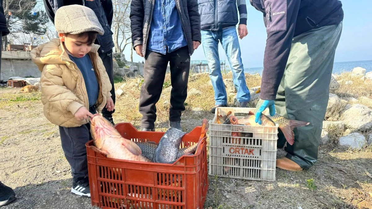 İznik Gölü\'nde Sazan Bereketi: Bir Günde 600 Kilo Avlandı