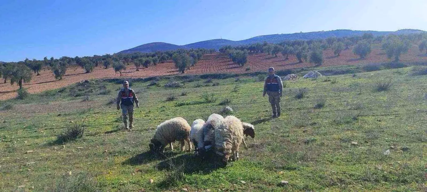 Kilis\'te Kaybolan 6 Küçükbaş Koyun Bulundu