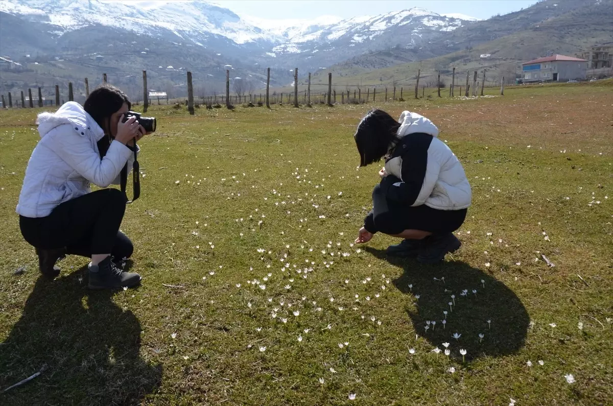 Muş\'ta Kardelenlerin Çiçek Açtığı Bölge Fotoğraflandı