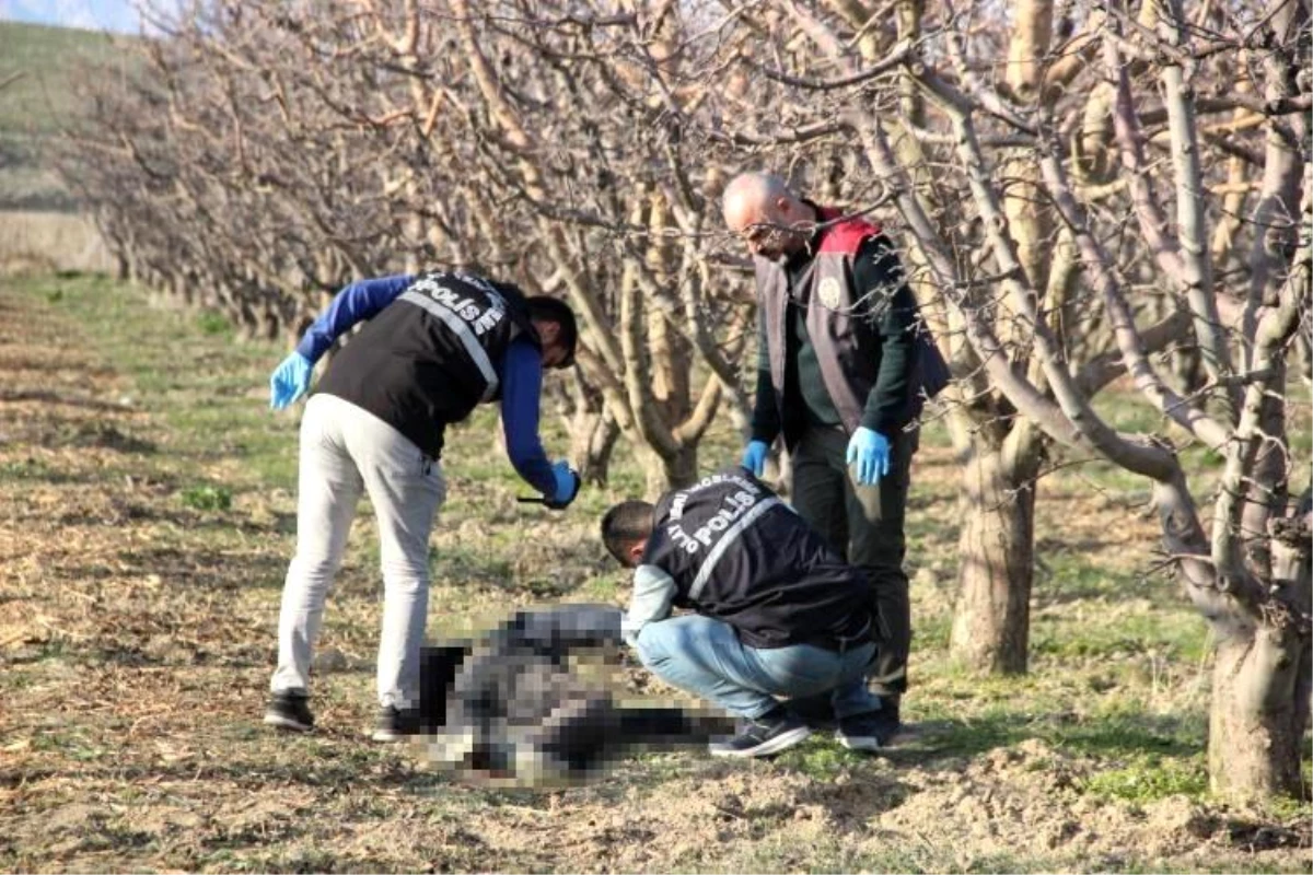 Karaman\'da yaşlı bir adam, elma bahçesinde ölü bulundu