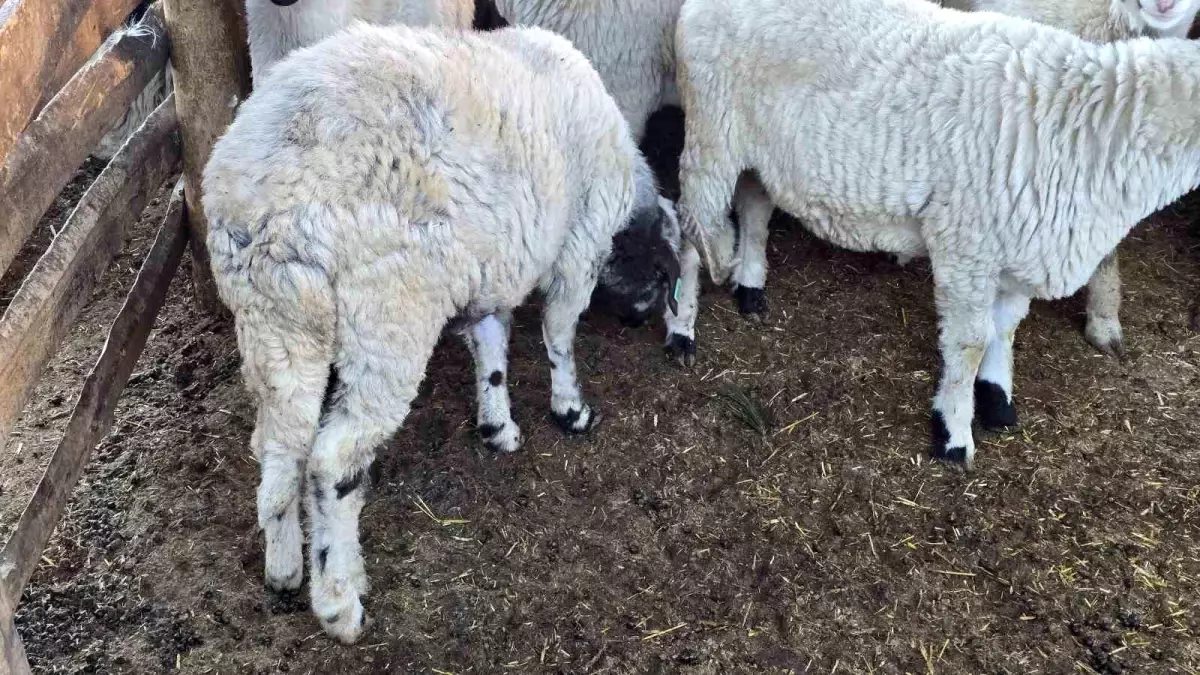 Tokat\'ın Erbaa ilçesinde Karayaka koyunu tescillendi