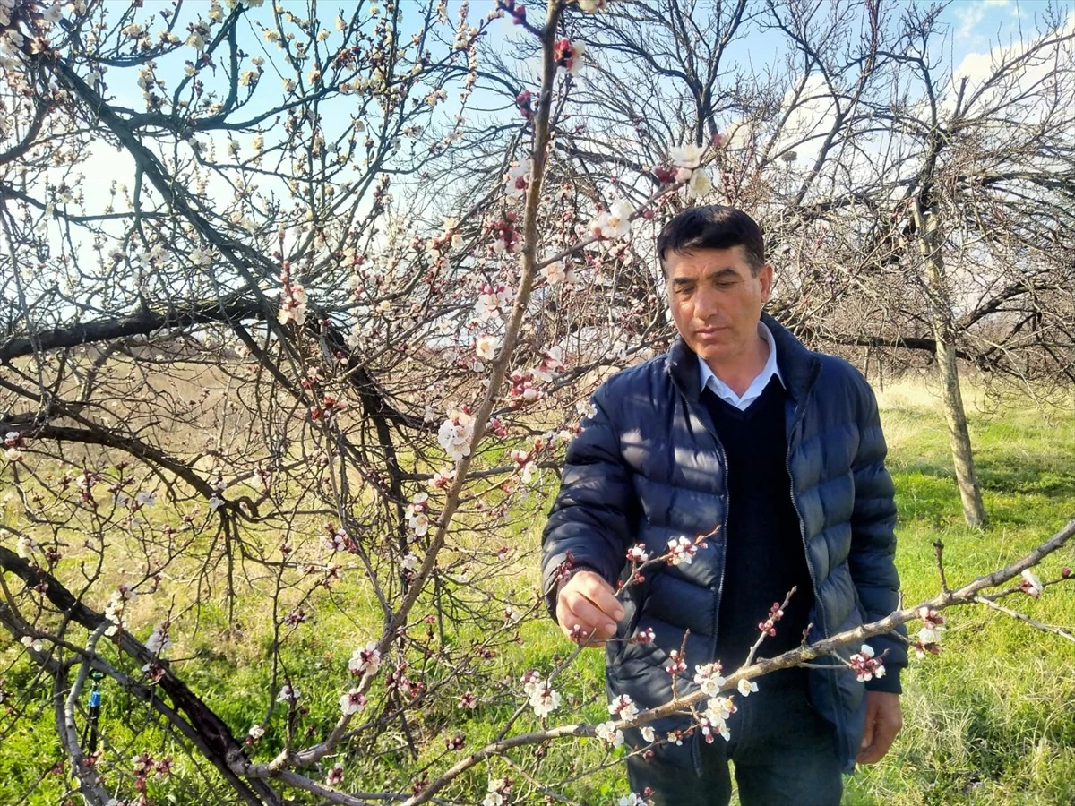 Malatya\'da Kayısı Ağaçları Çiçeklendi