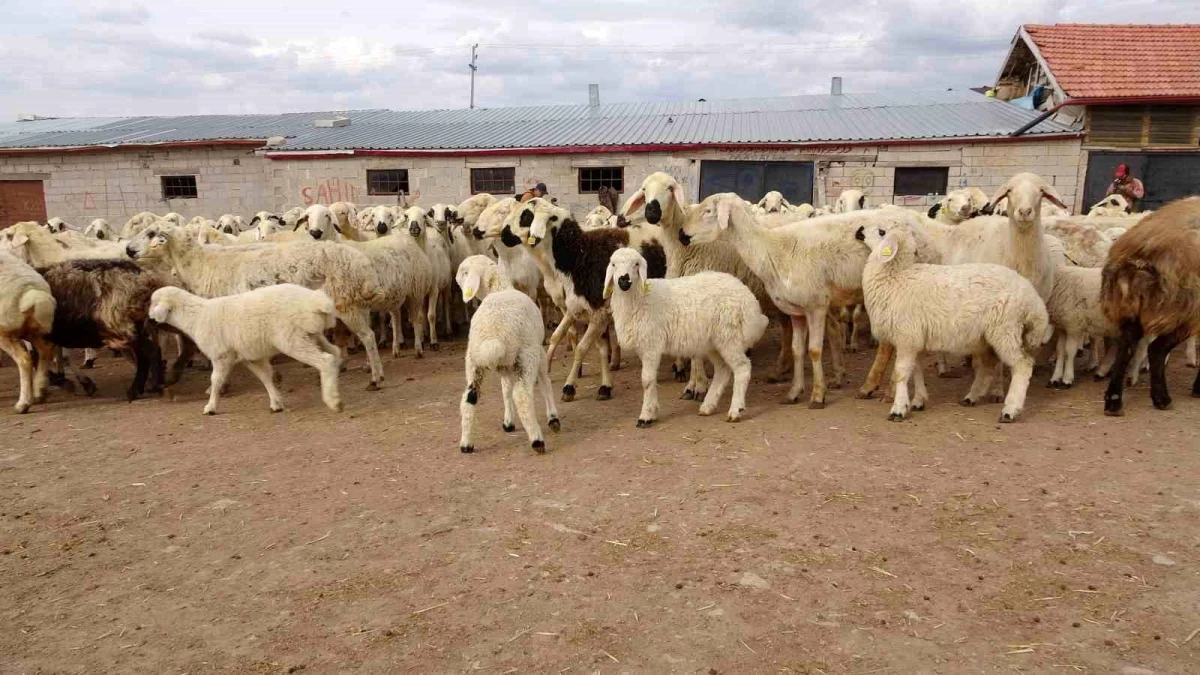 Yozgat\'ta Yeni Doğan Kuzular Yetiştiricileri Mutlu Ediyor