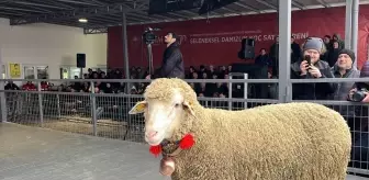 Bandırma'da Koyunculuk Araştırma Enstitüsü'nün damızlık açık artırmasında en pahalı koç 150 bin liraya satıldı