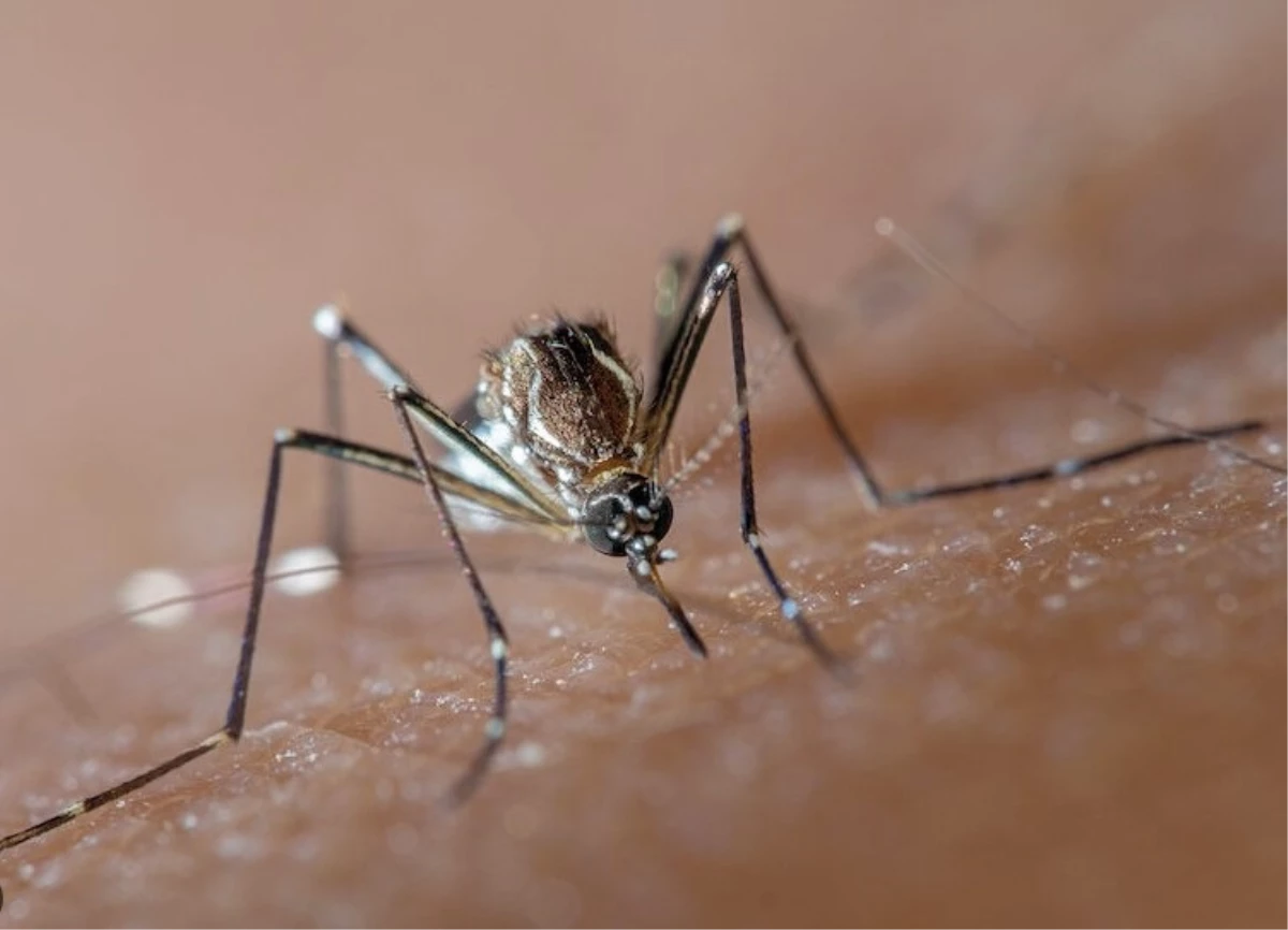 Brezilya\'da Dengue Salgını: Olağanüstü Hal İlan Edildi